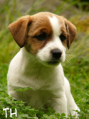 ad 1130279.jpg - söpöläinen